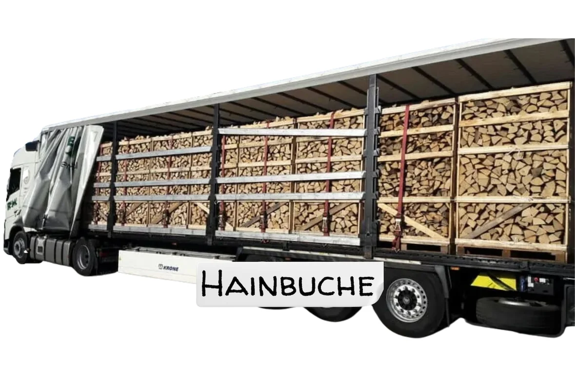 hainbuche